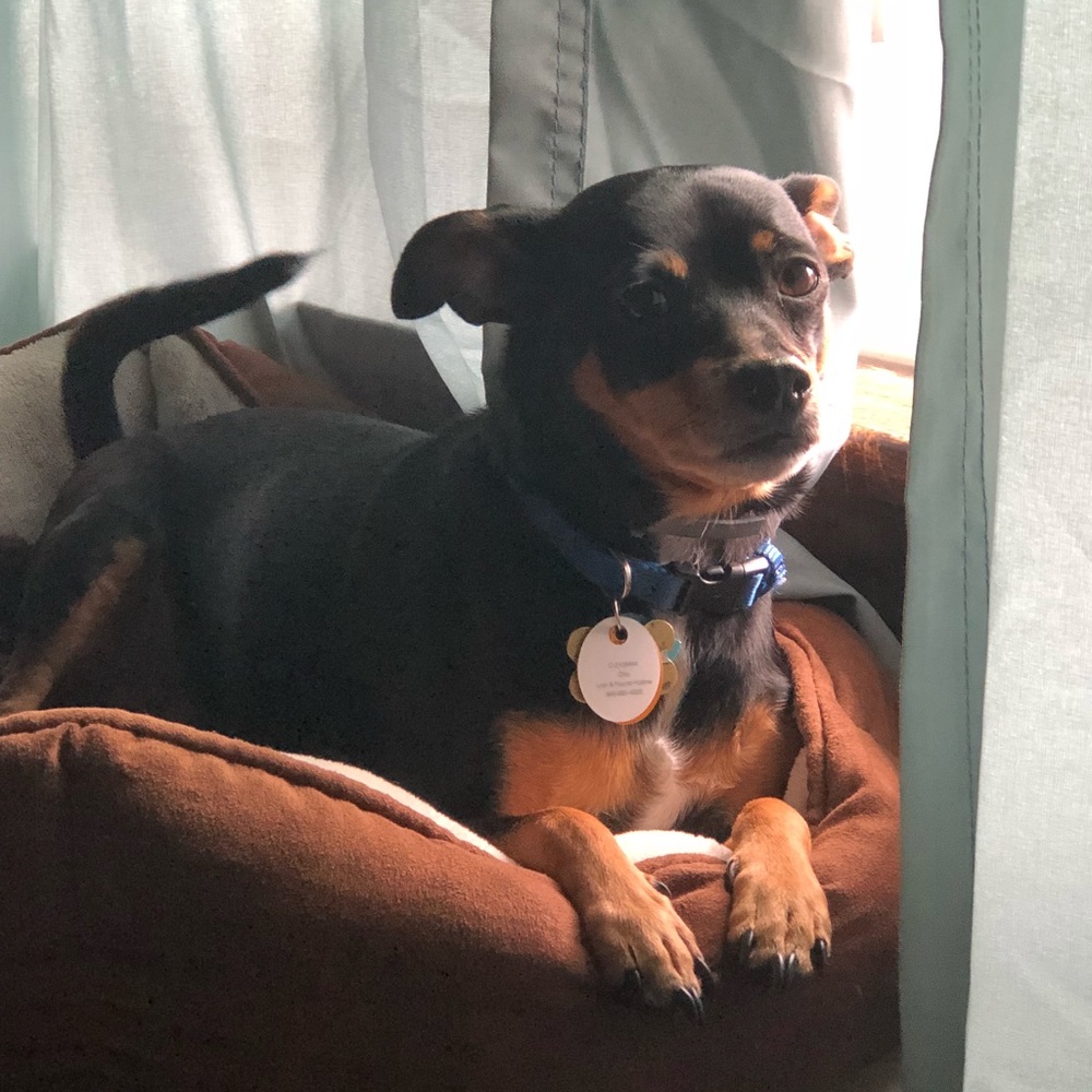 Meet your Posher, Otto